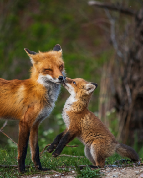 Photo bébé renard avec un de ses parents