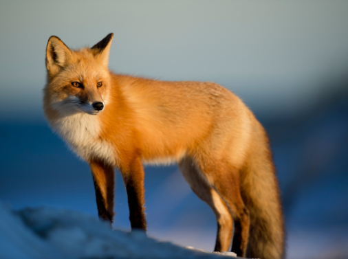 Photo renard qui regarde au loin